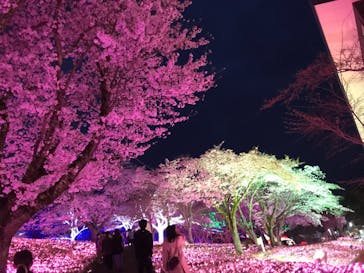 さがみ湖MORI MORIに投稿された画像（2021/3/30）