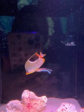 マクセル アクアパーク品川に投稿された画像（2021/3/30）