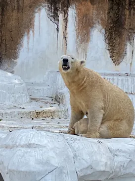 天王寺動物園に投稿された画像（2021/3/31）