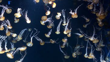 新江ノ島水族館に投稿された画像（2021/3/31）