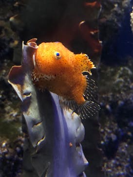 新江ノ島水族館に投稿された画像（2021/3/31）