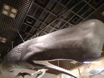 国立科学博物館に投稿された画像（2021/3/31）