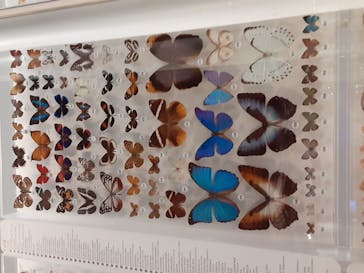 国立科学博物館に投稿された画像（2021/3/31）