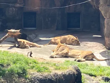 天王寺動物園に投稿された画像（2021/3/31）