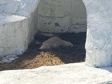 天王寺動物園に投稿された画像（2021/3/31）
