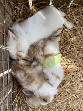 しろとり動物園に投稿された画像（2021/3/31）