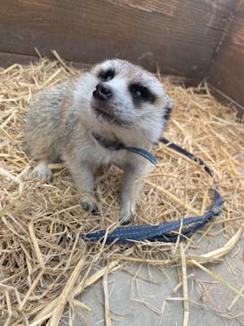 しろとり動物園に投稿された画像（2021/3/31）