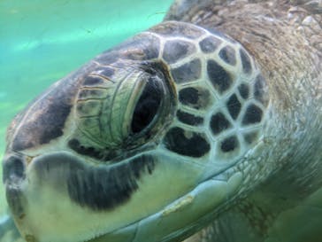横浜・八景島シーパラダイスに投稿された画像（2021/3/31）