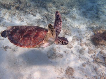 マリンヴィレッジ奄美に投稿された画像（2021/3/31）