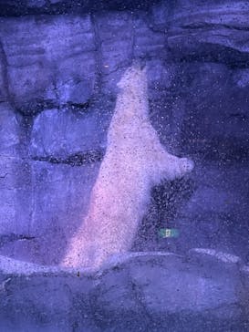 横浜・八景島シーパラダイスに投稿された画像（2021/3/31）