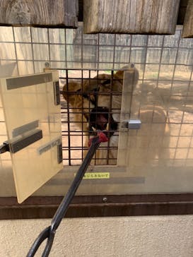 群馬サファリパークに投稿された画像（2021/3/31）