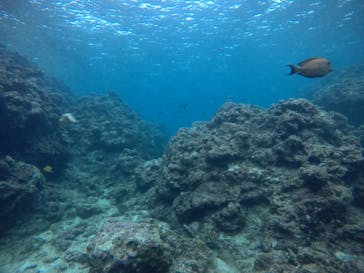 武藤潜水に投稿された画像（2021/3/31）