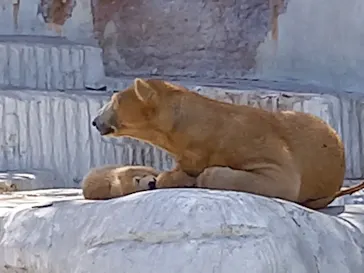 天王寺動物園に投稿された画像（2021/3/31）