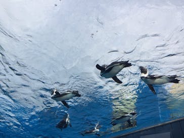 サンシャイン水族館に投稿された画像（2021/3/31）