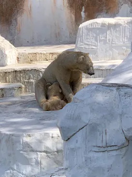 天王寺動物園に投稿された画像（2021/3/31）