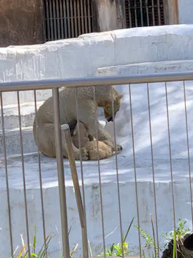 天王寺動物園に投稿された画像（2021/3/31）