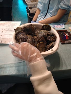 しながわ水族館に投稿された画像（2021/3/31）