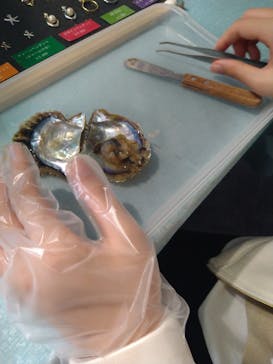 しながわ水族館に投稿された画像（2021/3/31）