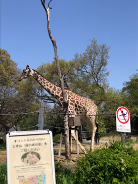 天王寺動物園に投稿された画像（2021/3/31）
