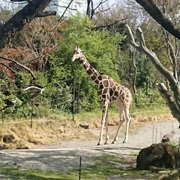 天王寺動物園に投稿された画像（2021/3/31）