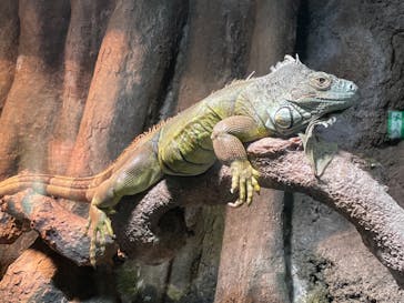 サンシャイン水族館に投稿された画像（2021/3/31）