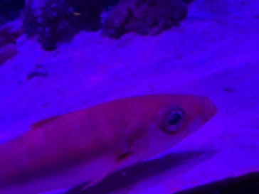 横浜・八景島シーパラダイスに投稿された画像（2021/3/31）