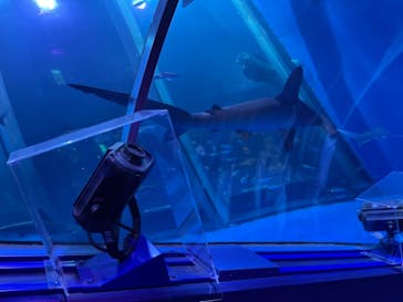 横浜・八景島シーパラダイスに投稿された画像（2021/3/31）