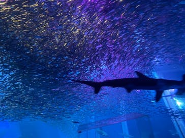 横浜・八景島シーパラダイスに投稿された画像（2021/3/31）