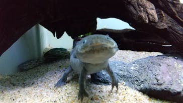 サンシャイン水族館に投稿された画像（2021/3/31）