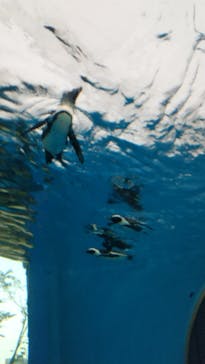 サンシャイン水族館に投稿された画像（2021/3/31）
