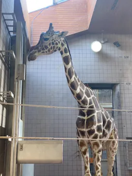 天王寺動物園に投稿された画像（2021/3/31）