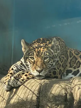 天王寺動物園に投稿された画像（2021/3/31）