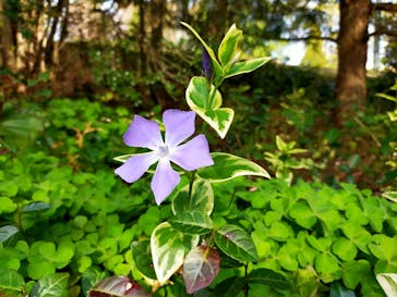 安城産業文化公園デンパークに投稿された画像（2021/3/31）