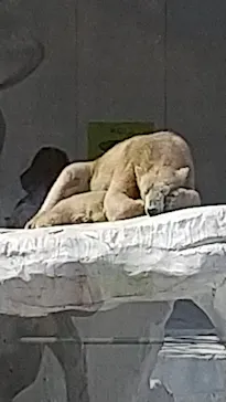 天王寺動物園に投稿された画像（2021/3/31）