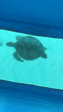 ヨロン島シーマンズクラブに投稿された画像（2021/3/31）