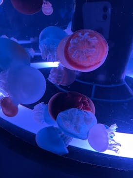 マクセル アクアパーク品川に投稿された画像（2021/3/31）