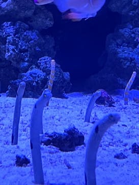 マクセル アクアパーク品川に投稿された画像（2021/3/31）