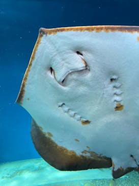 マクセル アクアパーク品川に投稿された画像（2021/3/31）