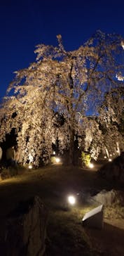 二条城×ネイキッド 二条城夏まつり2021に投稿された画像（2021/3/31）