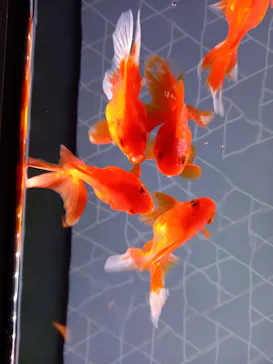 すみだ水族館に投稿された画像（2021/3/31）