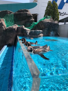 鳥羽水族館に投稿された画像（2021/3/31）