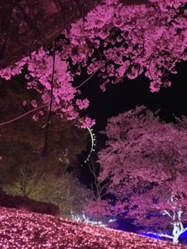 さがみ湖MORI MORIに投稿された画像（2021/3/31）