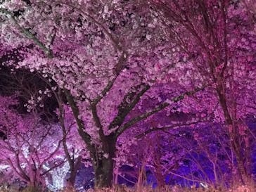 さがみ湖MORI MORIに投稿された画像（2021/3/31）