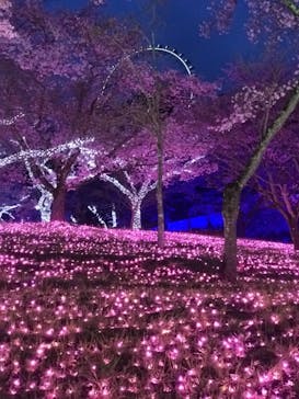 さがみ湖MORI MORIに投稿された画像（2021/3/31）