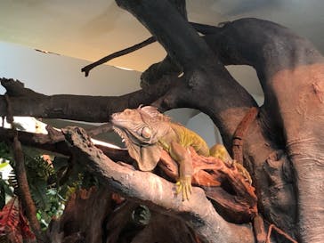 サンシャイン水族館に投稿された画像（2021/3/31）