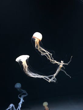 サンシャイン水族館に投稿された画像（2021/3/31）