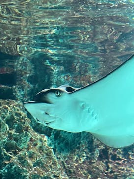 サンシャイン水族館に投稿された画像（2021/3/31）