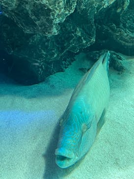 サンシャイン水族館に投稿された画像（2021/3/31）