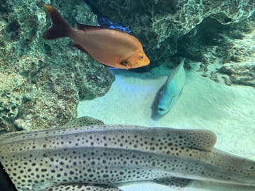 サンシャイン水族館に投稿された画像（2021/3/31）