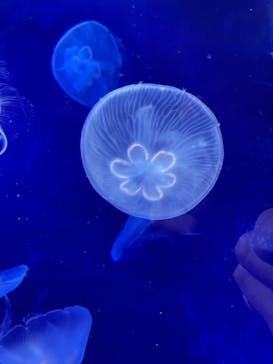 サンシャイン水族館に投稿された画像（2021/3/31）